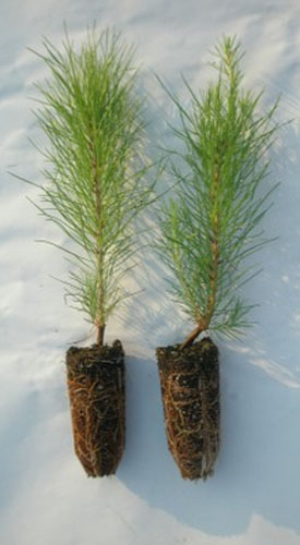 Pine Seedling
