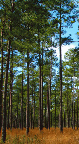 Pine Stand